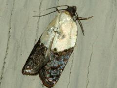 Tortricid Moth